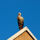 Stork on the roof Stork on the roof - PhotoDune Item for Sale