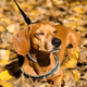 Dachshund Enjoying a Sunny Autumn Day on a Bed of Fallen Leaves Dachshund Enjoying a Sunny Autumn Day on a Bed of Fallen Leaves - PhotoDune Item for Sale