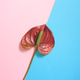 Anthurium red flower on the pink and blue background. Anthurium red flower on the pink and blue background. - PhotoDune Item for Sale