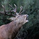 One adult deer during the rutting season. One adult deer during the rutting season. - PhotoDune Item for Sale