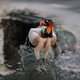 Vibrant King Vulture Portra Vibrant King Vulture Portra - PhotoDune Item for Sale
