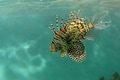 Scorpionfish in the sea Scorpionfish in the sea - PhotoDune Item for Sale