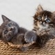 Fluffy Kittens with Blue Eyes Sitting in Basket, Captured in Cozy Home Environment Fluffy Kittens with Blue Eyes Sitting in Basket, Captured in Cozy Home Environment - PhotoDune Item for Sale