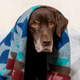 Labrador Retriever dog is sitting on chair, wrapped in a blanket. Labrador Retriever dog is sitting on chair, wrapped in a blanket. - PhotoDune Item for Sale