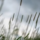 Minimal Grass Silhouettes Against Cloudy Sky Minimal Grass Silhouettes Against Cloudy Sky - PhotoDune Item for Sale