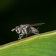 Close-up view of Limnophora insect resting on a green leaf during daylight Close-up view of Limnophora insect resting on a green leaf during daylight - PhotoDune Item for Sale