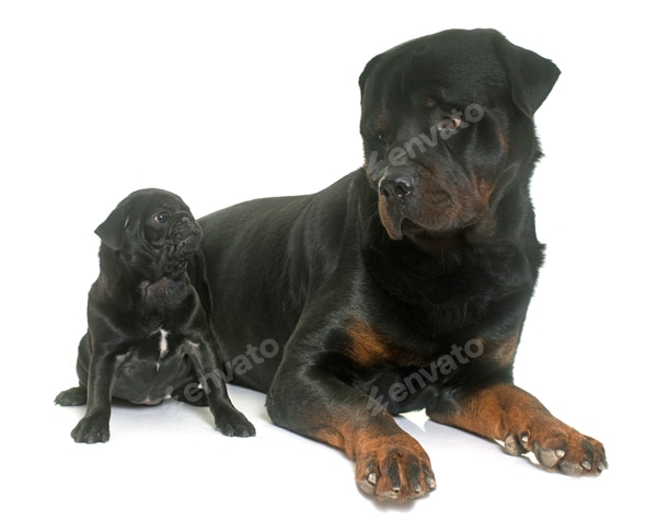 Pure Bred German Rottweiler Purebred German Rottweiler Puppies For