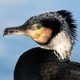 The great cormorant (Phalacrocorax carbo) with blue sky background The great cormorant (Phalacrocorax carbo) with blue sky background - PhotoDune Item for Sale