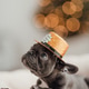 Portrait of funny gray puppy french bulldog in new year gold glitter hat at holiday setting Portrait of funny gray puppy french bulldog in new year gold glitter hat at holiday setting - PhotoDune Item for Sale