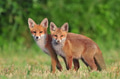 Two wild red foxes Two wild red foxes - PhotoDune Item for Sale