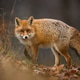 Fluffy red fox looking back on foliage in fall nature Fluffy red fox looking back on foliage in fall nature - PhotoDune Item for Sale