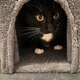 Tuxedo cat in a box Tuxedo cat in a box - PhotoDune Item for Sale