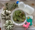 Watering air plants Watering air plants - PhotoDune Item for Sale