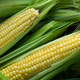 Fresh sweet corn cobs. Whole corn with bright yellow kernels. Organic farm produce Fresh sweet corn cobs. Whole corn with bright yellow kernels. Organic farm produce - PhotoDune Item for Sale