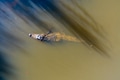 Aerial view of an American Alligator Aerial view of an American Alligator - PhotoDune Item for Sale