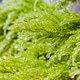 Green Plants in the ice after a natural cataclysm Green Plants in the ice after a natural cataclysm - PhotoDune Item for Sale