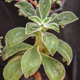 Succulent Succulent - PhotoDune Item for Sale