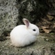 White cute little rabbit White cute little rabbit - PhotoDune Item for Sale