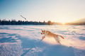 Dog in winter nature Dog in winter nature - PhotoDune Item for Sale