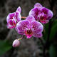 Purple Orchids in Bloom Purple Orchids in Bloom - PhotoDune Item for Sale