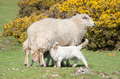 lambs suckling lambs suckling - PhotoDune Item for Sale