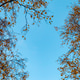 Tree branches with fall yellow foliage against blue sky, autumn background Tree branches with fall yellow foliage against blue sky, autumn background - PhotoDune Item for Sale