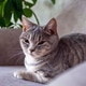 Relaxed Gray Cat Lounging on a Sofa Relaxed Gray Cat Lounging on a Sofa - PhotoDune Item for Sale