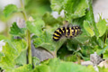 Close up of Acronicta dentinosa on the green leaf Close up of Acronicta dentinosa on the green leaf - PhotoDune Item for Sale