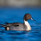 Northern Pintail duck in clear blue water. Northern Pintail duck in clear blue water. - PhotoDune Item for Sale