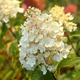 Elegant White Hydrangea Paniculata Blooms in a Lush Garden Setting, Perfect for Summer. Elegant White Hydrangea Paniculata Blooms in a Lush Garden Setting, Perfect for Summer. - PhotoDune Item for Sale