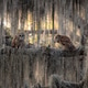 Two Barred Owls Perched in a Mossy Oak Tree in Florida Two Barred Owls Perched in a Mossy Oak Tree in Florida - PhotoDune Item for Sale