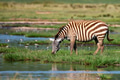 Zebra at watering place Zebra at watering place - PhotoDune Item for Sale
