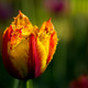 Red and Yellow Tulip Red and Yellow Tulip - PhotoDune Item for Sale