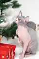 Sphynx Hairless Cat sitting near Christmas tree with holiday red polka dot gift box under it Sphynx Hairless Cat sitting near Christmas tree with holiday red polka dot gift box under it - PhotoDune Item for Sale