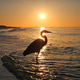 Silhouetted great blue heron standing in sea at golden hour in Florida. Silhouetted great blue heron standing in sea at golden hour in Florida. - PhotoDune Item for Sale