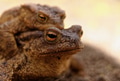 Portrait of the female the common toad Portrait of the female the common toad - PhotoDune Item for Sale