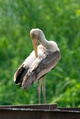 The painted stork (Mycteria leucocephala) is a large wader in the stork family. The painted stork (Mycteria leucocephala) is a large wader in the stork family. - PhotoDune Item for Sale