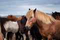 Horses in Iceland. Wild horses in a group. Horses on the Westfjord in Iceland. Horses in Iceland. Wild horses in a group. Horses on the Westfjord in Iceland. - PhotoDune Item for Sale