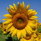 A close up shot of the sunflower, the seeds are clearly visible A close up shot of the sunflower, the seeds are clearly visible - PhotoDune Item for Sale
