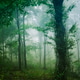 lush forest with green foliage on rainy weather lush forest with green foliage on rainy weather - PhotoDune Item for Sale
