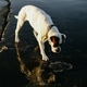 dog breed boxer goes wet road near the sea, dog looking at his reflection in a puddle dog breed boxer goes wet road near the sea, dog looking at his reflection in a puddle - PhotoDune Item for Sale