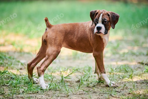 Cute Boxer Dog Obedience Training Funny Boxer Dog Videos CUTE