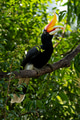 The rhinoceros hornbill (Buceros rhinoceros) is a large species of forest hornbill (Bucerotidae). The rhinoceros hornbill (Buceros rhinoceros) is a large species of forest hornbill (Bucerotidae). - PhotoDune Item for Sale