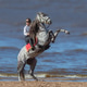 Rearing Andalusian dapple gray stallion and woman on beach. Rearing Andalusian dapple gray stallion and woman on beach. - PhotoDune Item for Sale