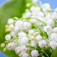 Flower lily of the valley on a blue background Flower lily of the valley on a blue background - PhotoDune Item for Sale