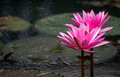 Pink water lily in the pond Pink water lily in the pond - PhotoDune Item for Sale