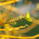 Spring branch of Forsythia with young leaves and swollen buds. Spring branch of Forsythia with young leaves and swollen buds. - PhotoDune Item for Sale