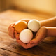 Hands holding three eggs, one brown and two white, resting on a wooden table Hands holding three eggs, one brown and two white, resting on a wooden table - PhotoDune Item for Sale