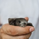 A close look at a man holding a swift bird gently showing kindness and protection of wildlife A close look at a man holding a swift bird gently showing kindness and protection of wildlife - PhotoDune Item for Sale
