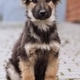 Small Puppy Sitting Front View on Paved Ground Small Puppy Sitting Front View on Paved Ground - PhotoDune Item for Sale